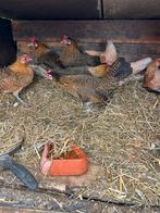 5 Goudpel Krielkippen, Dieren en Toebehoren, Pluimvee, Vrouwelijk, Kip