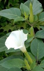 Zaden Datura sp., Ophalen of Verzenden, Zaad