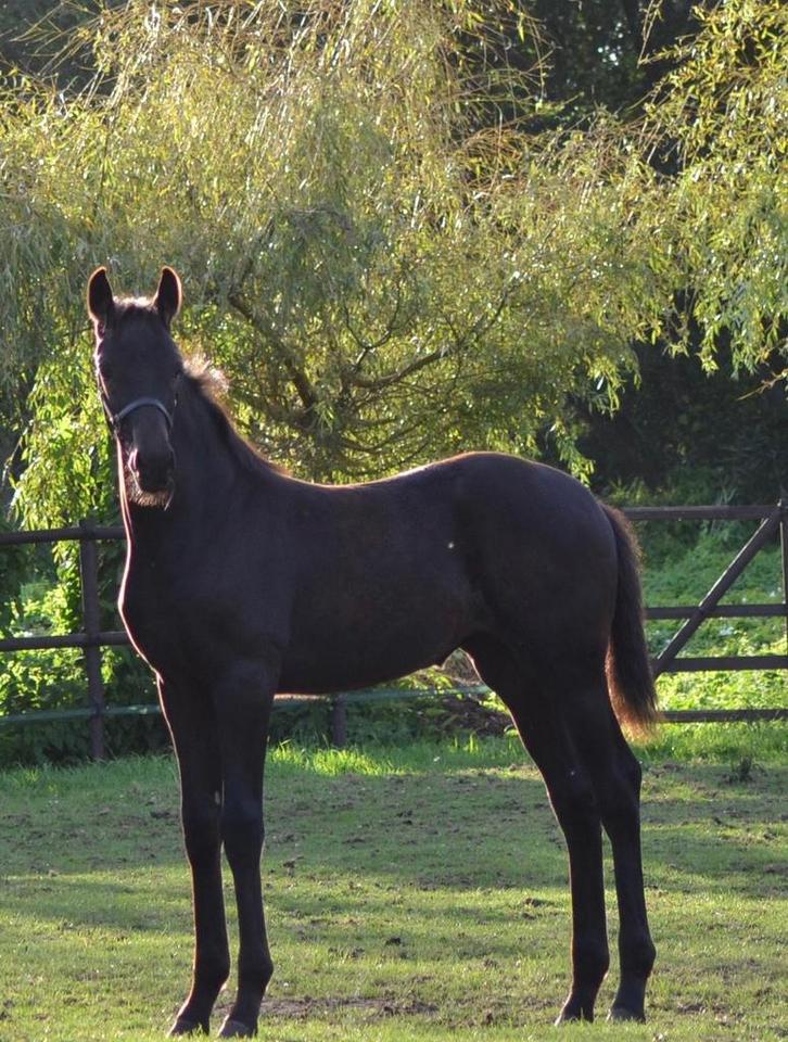 : kwpn 2 veelbelovende merrie veulens  (2025 dressuur ), Dieren en Toebehoren, Paarden, Merrie, Niet van toepassing, 0 tot 2 jaar