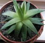 Kamerplant Aloe Aristata klein per stuk  € 3,00, Huis en Inrichting, Kamerplanten, Vetplant, Minder dan 100 cm, Bloeiende kamerplant