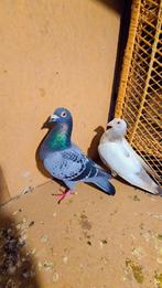 Postduiven, Meerdere dieren, Postduif