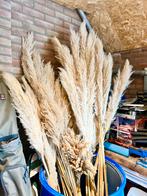 Veel pampas pluimen, Ophalen, Zo goed als nieuw