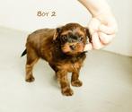 Schattige hypoallergene mini pups, Dieren en Toebehoren, Honden | Chihuahua's en Gezelschapshonden, België, Fokker | Hobbymatig