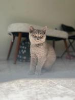 Britse kort haar kittens vol bloed 2 nog over
