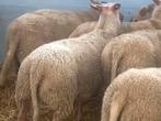 Super beste rouge fokooilammeren., Vrouwelijk, Schaap, 0 tot 2 jaar