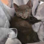 Alles verkocht 4 Kruising Blauwe Rus Kittens, Dieren en Toebehoren, Katten en Kittens | Raskatten | Korthaar, Meerdere dieren