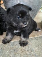 Lieve puppy's Pomeriaan x Boomer🐶🖤, Dieren en Toebehoren, Overige rassen, 8 tot 15 weken, Meerdere, Meerdere dieren
