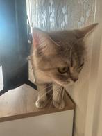 Europees korthaar x britse korthaar, Dieren en Toebehoren, Katten en Kittens | Raskatten | Korthaar, Poes, 0 tot 2 jaar