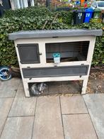 Konijn (mannetje), Dieren en Toebehoren, Konijnen, Mannelijk