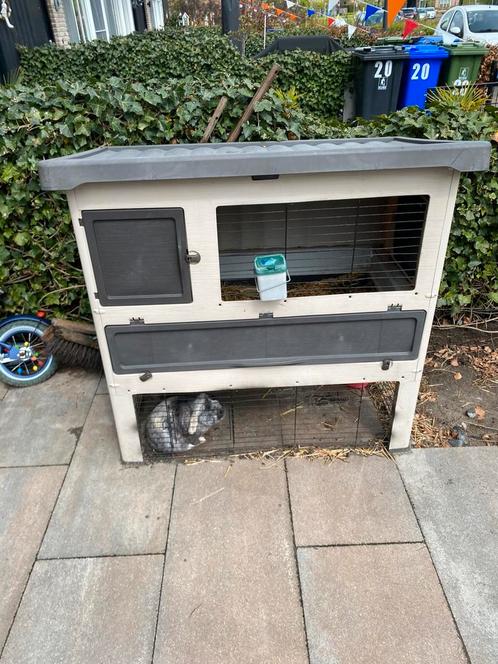 Konijn (mannetje), Dieren en Toebehoren, Konijnen, Mannelijk