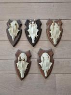 5 kleine ree geweitjes samen €19,50 jacht mancave d56, Ophalen of Verzenden, Gebruikt, Hert, Gewei of Kop