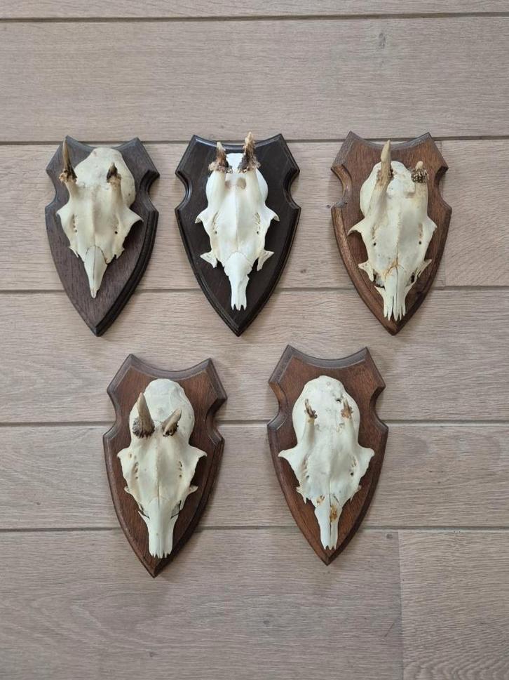 5 kleine ree geweitjes samen €19,50 jacht mancave d56, Verzamelen, Dierenverzamelingen, Gebruikt, Gewei of Kop, Hert, Ophalen of Verzenden