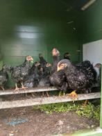 zilver gezoomde barnevelders hanen, Dieren en Toebehoren, Pluimvee, Mannelijk, Kip