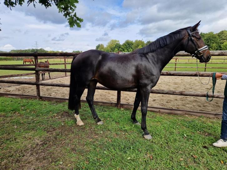 8-jarige Dressuurmerrie, Dieren en Toebehoren, Paarden, Merrie, L, 160 tot 165 cm, 7 tot 10 jaar, Dressuurpaard, Met stamboom