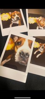 Amerikaanse pitbull bulldog, Ophalen of Verzenden, Zo goed als nieuw