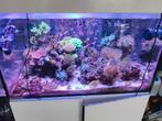 Koraal stek frag coral, Dieren en Toebehoren, Overige typen