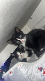 Kittens te koop, Dieren en Toebehoren, Katten en Kittens | Raskatten | Korthaar, Kater