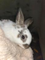 2 lieve bruin/witte konijntjes, Dieren en Toebehoren, Konijnen, Meerdere dieren, Klein, 0 tot 2 jaar