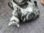 BRITSE KORTHAAR KITTENS, Dieren en Toebehoren, Katten en Kittens | Raskatten | Korthaar, Meerdere dieren, Ontwormd