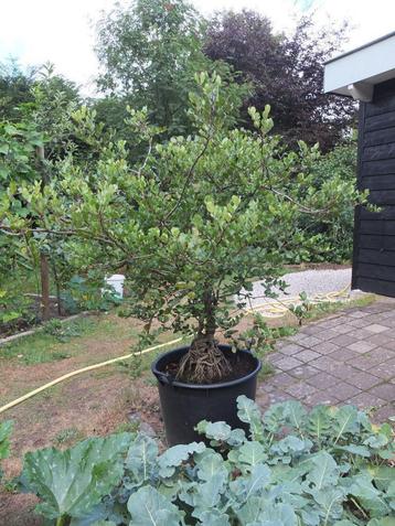 Ceratonia siliqua/ johannisbroodboom/carob beschikbaar voor biedingen