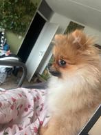 Pomeriaan, Dieren en Toebehoren, Honden | Niet-rashonden, 15 weken tot 1 jaar, Teef, Eén hond, Klein