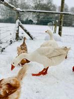 Ganzen, Dieren en Toebehoren, Pluimvee, Geslacht onbekend, Gans of Zwaan