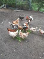 Broed eieren zweedse bloemen kippen., Dieren en Toebehoren, Pluimvee, Geslacht onbekend, Kip