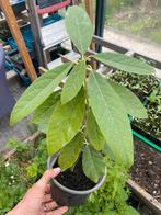 Avocadoboompje, Ophalen, Minder dan 100 cm, Overige soorten, Zomer