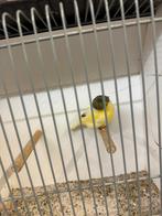 Glosters, Dieren en Toebehoren, Vogels | Kanaries, Meerdere dieren, Kleurkanarie