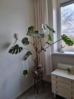 Monstera plant, Huis en Inrichting, Kamerplanten, Ophalen, Overige soorten, Halfschaduw, Minder dan 100 cm