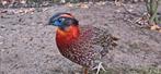 Tragopanen Temminck - TRT geringd, Dieren en Toebehoren, Meerdere dieren, Geringd