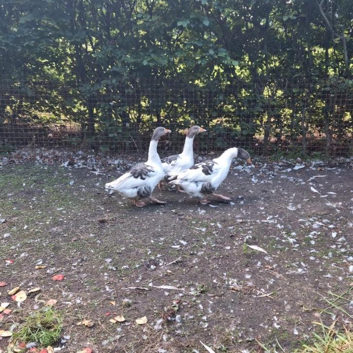 Mooi getekende twentse landgans vrouw Juni 2025 gans ganzen, Dieren en Toebehoren, Pluimvee, Gans of Zwaan, Vrouwelijk