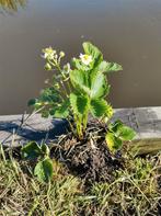 Ostara doordragende aardbei planten deels met vrucht, Ophalen, Zomer, Volle zon