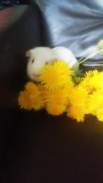 Witte cavia, Dieren en Toebehoren, Mannelijk, Cavia, Na 1 juli 2024