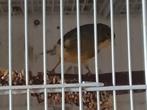 Te koop kanarie man goeie zanger, Dieren en Toebehoren, Vogels | Kanaries, Mannelijk, Kleurkanarie