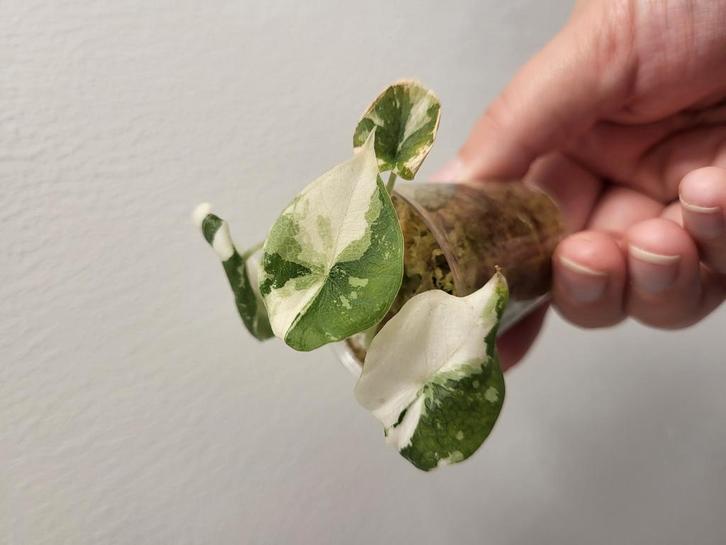 alocasia melo albo variegata, Huis en Inrichting, Kamerplanten, Minder dan 100 cm, Halfschaduw, Ophalen of Verzenden