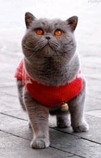 Dekkater Britse Korthaar B + Stamboom, Dieren en Toebehoren