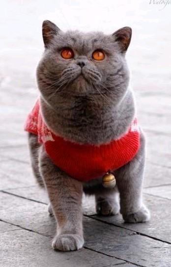 Dekkater Britse Korthaar B + Stamboom *kittens*, Dieren en Toebehoren, Katten en Kittens | Dekkaters