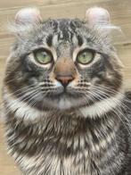 American Curl kater | heel lief | gecastreerd | gezond, Kater, Langharig, 0 tot 2 jaar