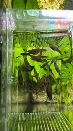 Guppen diverse maten, Dieren en Toebehoren