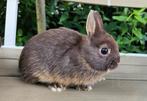 Kleurdwergjes 7 weekjes, Meerdere dieren