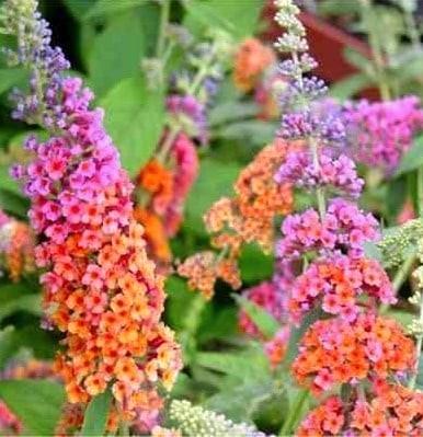 Vlinderstruik flower power, Tuin en Terras, Planten | Tuinplanten, Overige soorten, Volle zon, Zomer, Ophalen