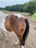 Paarden en pony’s scheren op locatie