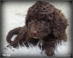 Boompoo pups. Bekijk de foto's, Nederland, Overige rassen, 8 tot 15 weken, CDV (hondenziekte)