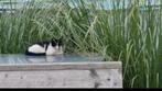Jonge kitten te koop, Dieren en Toebehoren, Katten en Kittens | Dekkaters