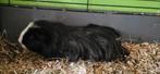 Cavia beer coronet 5 maanden, Dieren en Toebehoren, Knaagdieren, Januari, Mannelijk, Cavia
