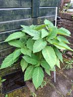 Grote Brugmansia plant, Vaste plant, Halfschaduw, Herfst, Ophalen