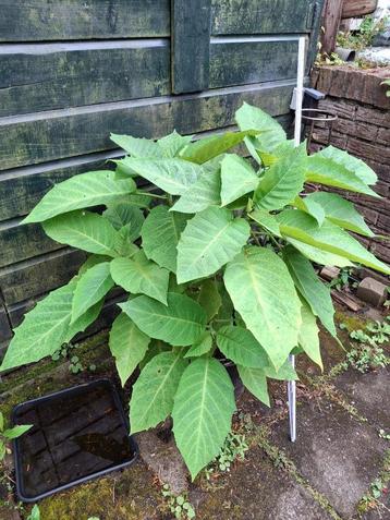 Grote Brugmansia plant beschikbaar voor biedingen
