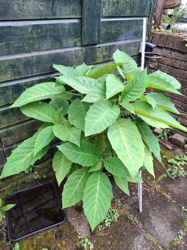 Grote Brugmansia plant, Tuin en Terras, Planten | Tuinplanten, Vaste plant, Overige soorten, Halfschaduw, Herfst, Ophalen