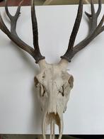 hertengewei (90 cm/ elfender) Chiemgauer edelhert, Ophalen of Verzenden, Gebruikt